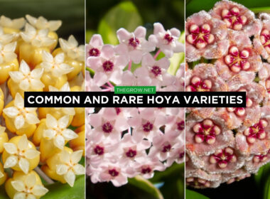 Common And Rare Types Of Hoya