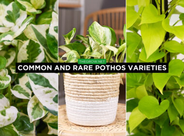 Pothos Varieties