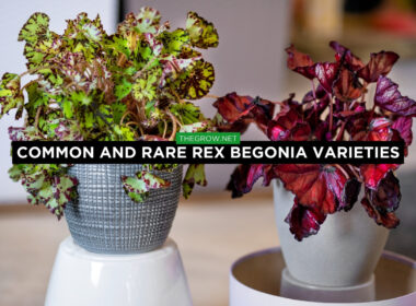 Common and Rare Rex Begonia Varieties