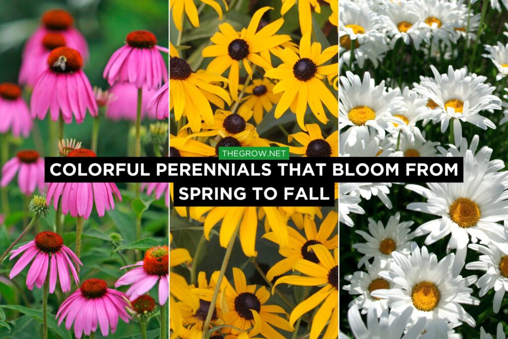 Colorful Perennials That Bloom from Spring to Fall