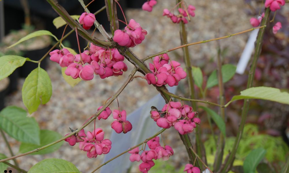 Japanese Euonymus