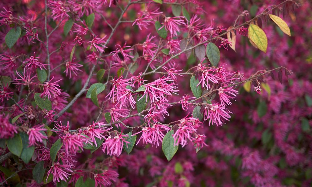 Loropetalum