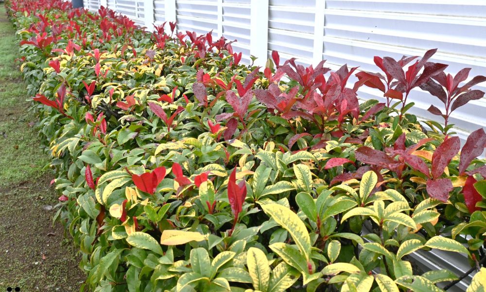Photinia
