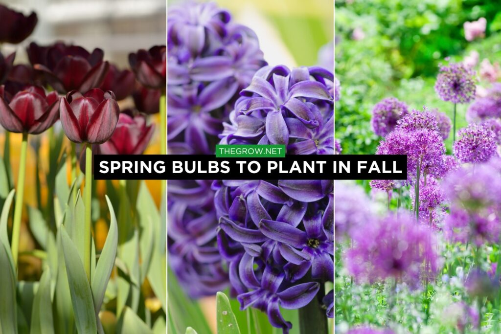Spectacular Spring Bulbs to Plant in Fall