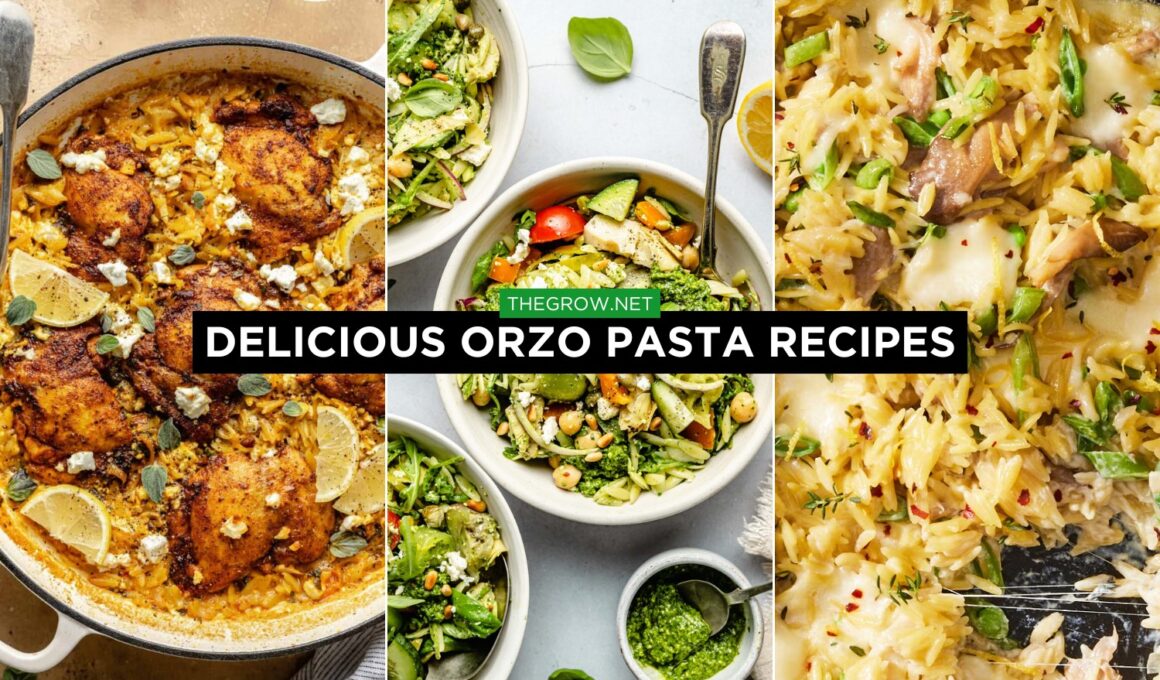 Delicious Orzo Pasta Recipes