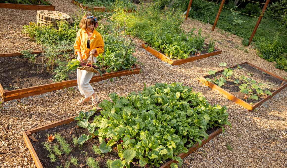 Woman at home vegetable garden