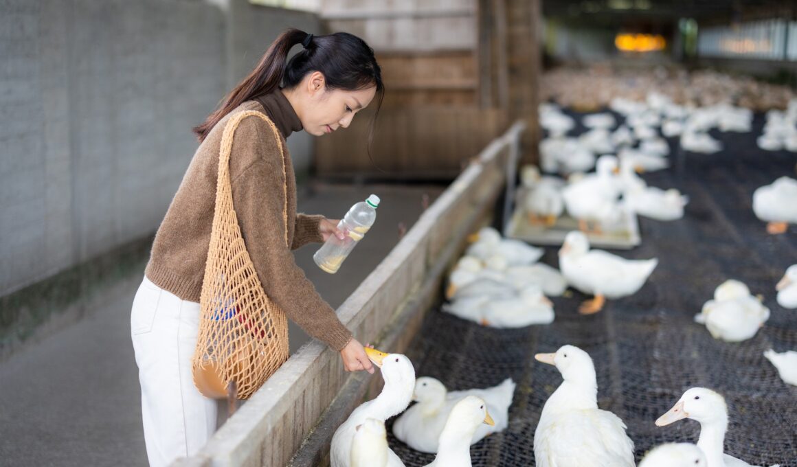 Woman feed duck in the farm