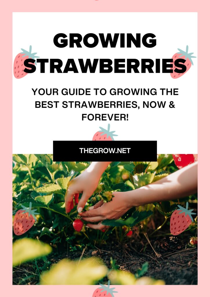Growing strawberries