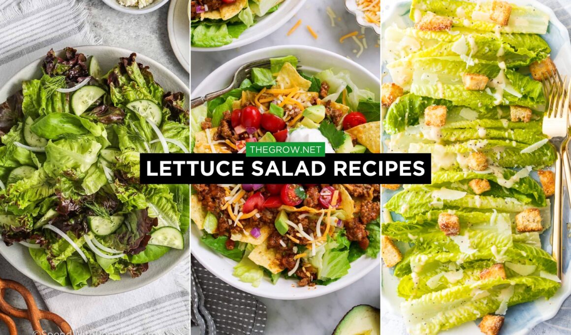 Lettuce Salad Recipes