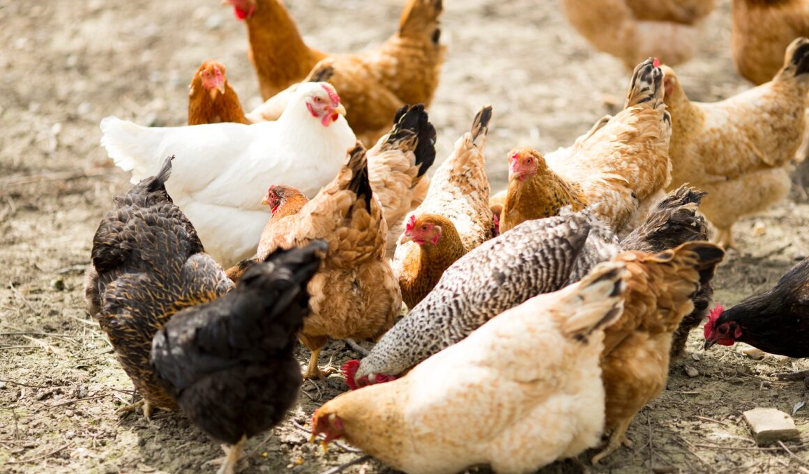 Chickens on the farm