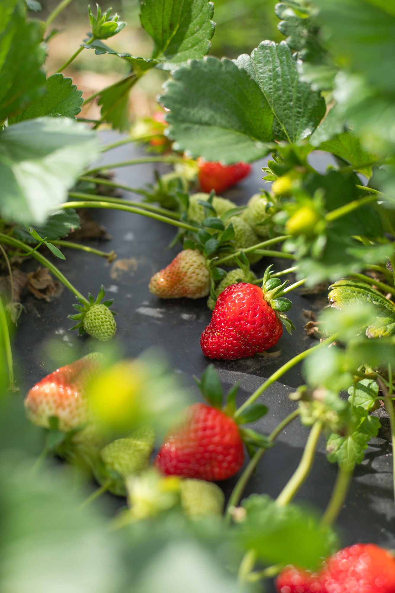 Close-up of ripe fresh strawberries on a farm