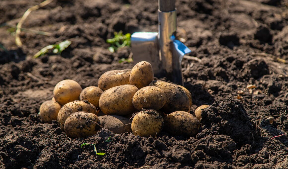 Digging potatoes. Harvest potatoes on the farm.