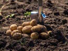 Digging potatoes. Harvest potatoes on the farm.