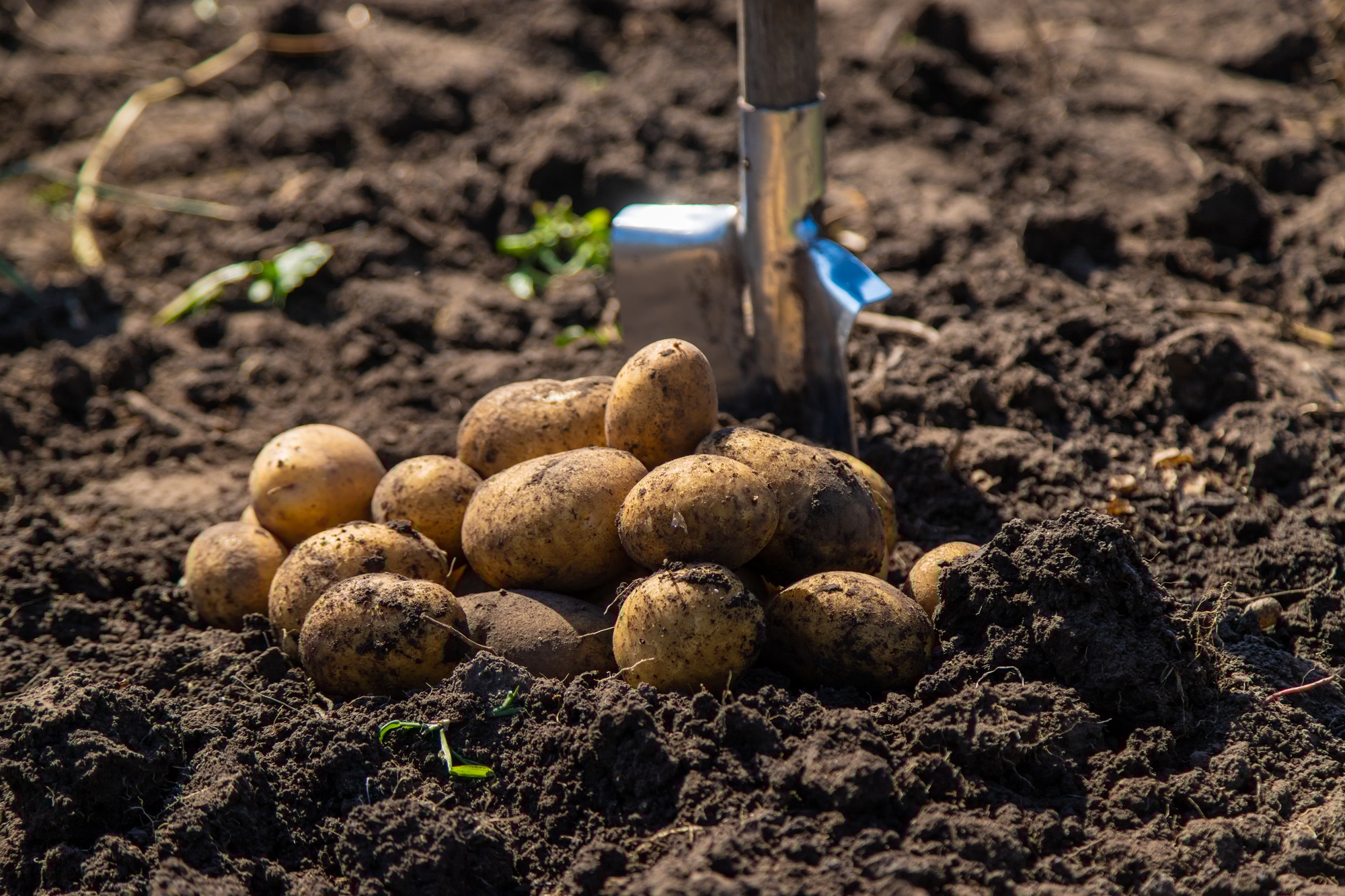 Digging potatoes. Harvest potatoes on the farm.