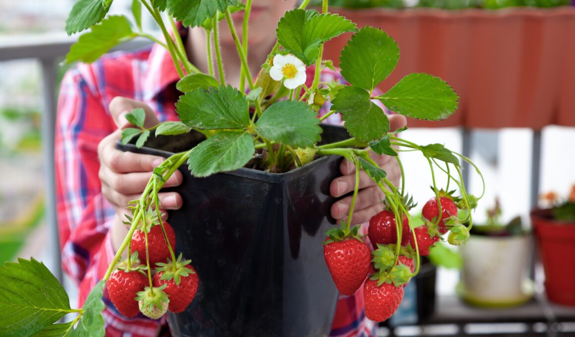 Grow strawberries. A bush of strawberries in a pot. Berries, flowers and leaves. Berry strawberry.