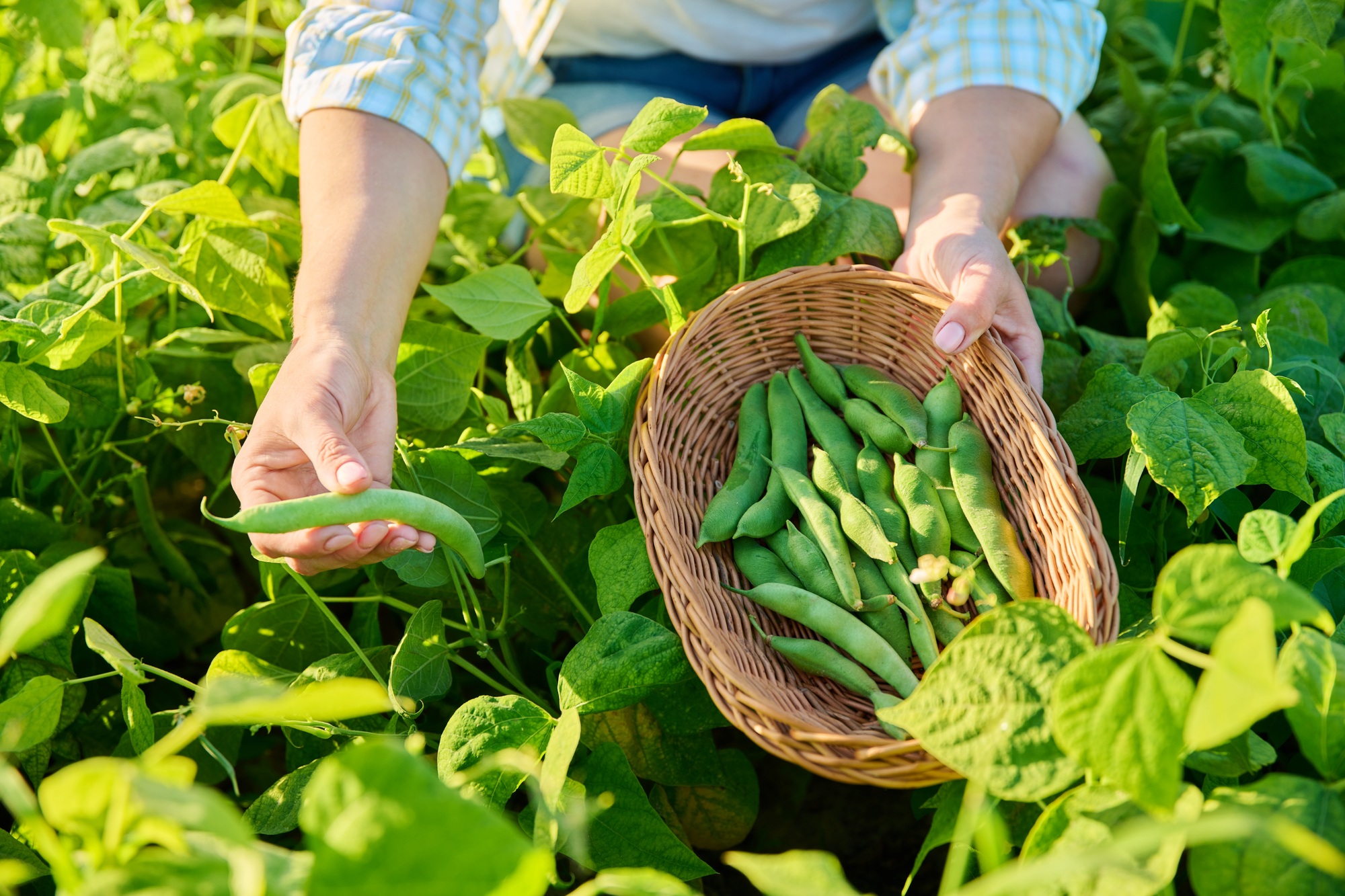 Woman picking green beans in the summer garden