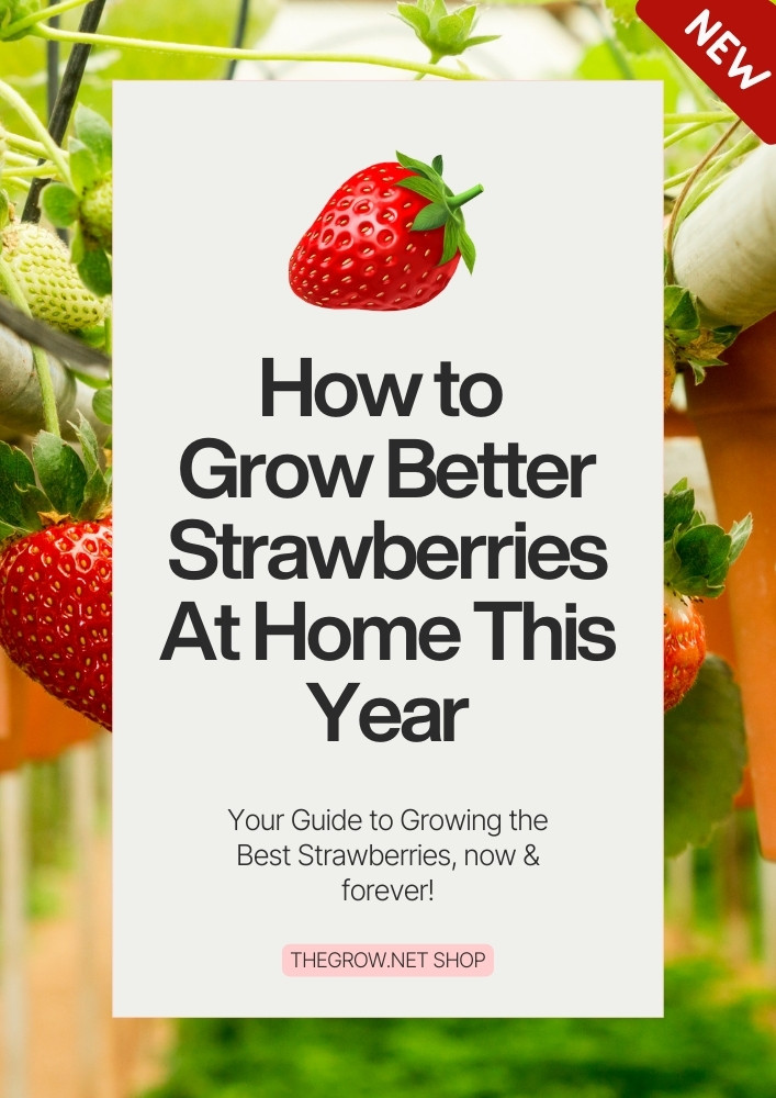 Growing strawberries pdf