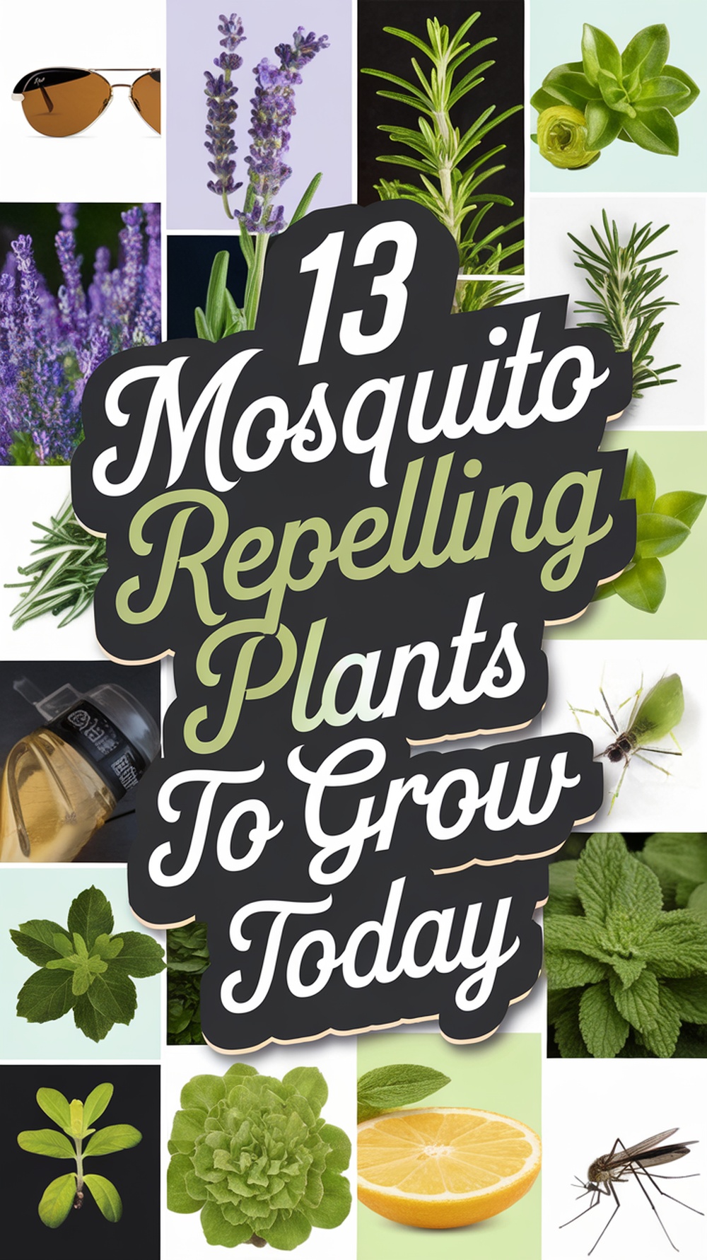 Mosquito Repelling Plants to Grow Today-pin