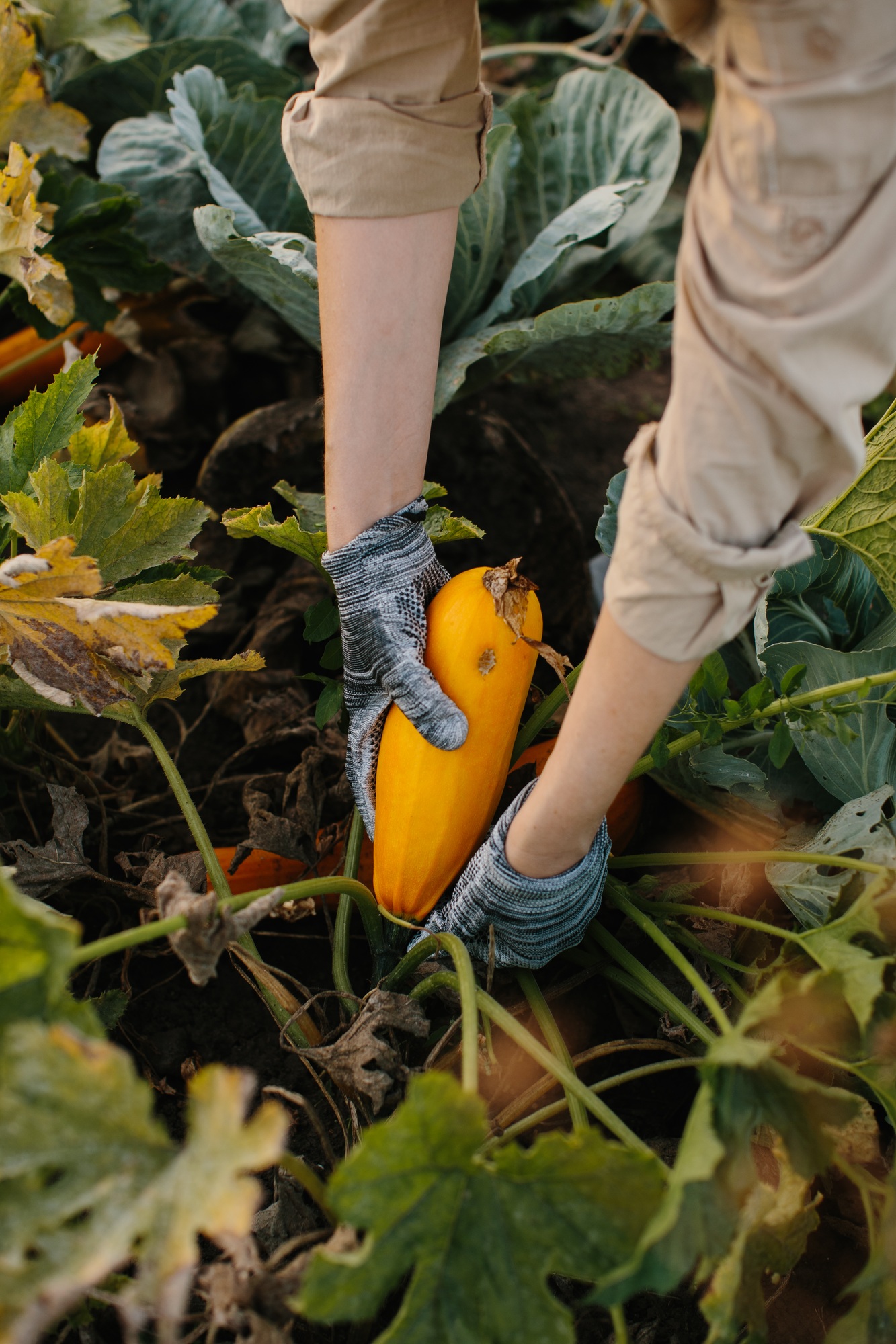 A girl farmer harvests ripe yellow zucchini in her garden.