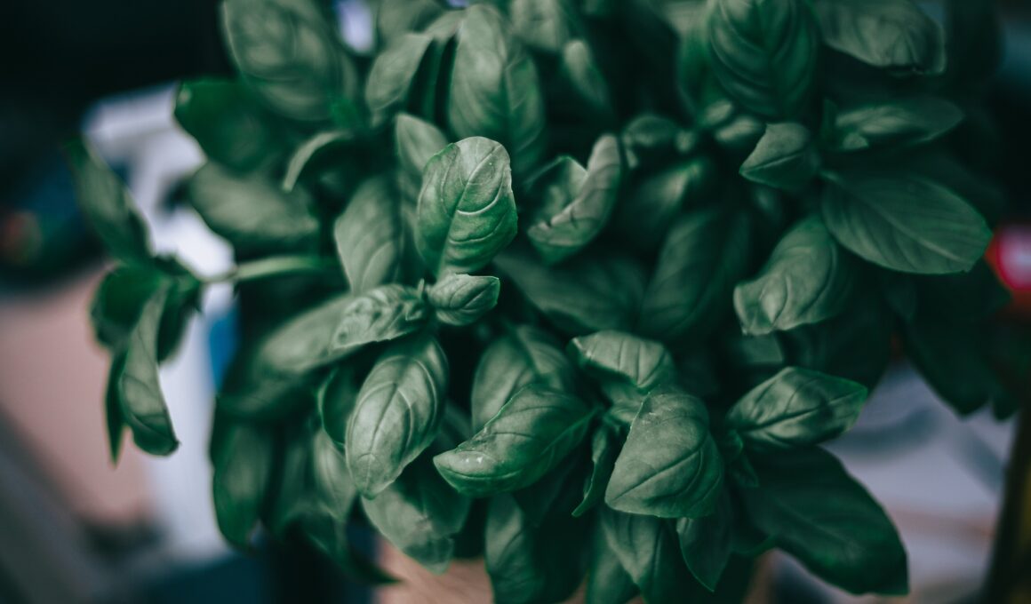 Basil leaves
