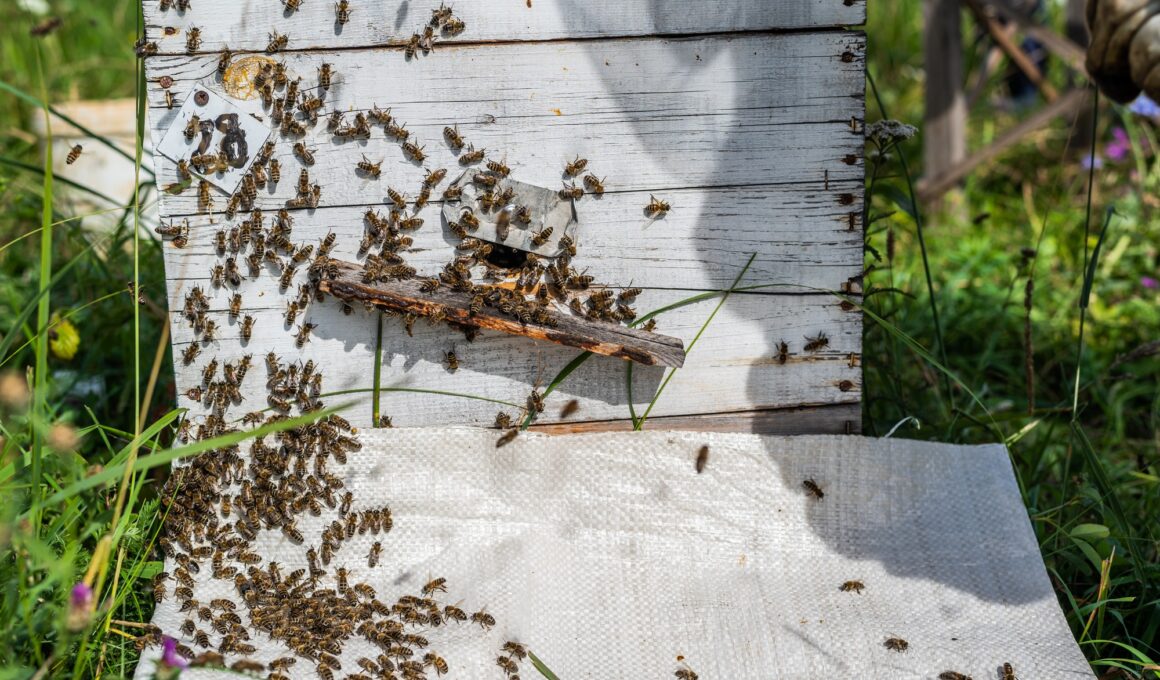 Bee close up. Bees at the bee hive. Swarm of bees