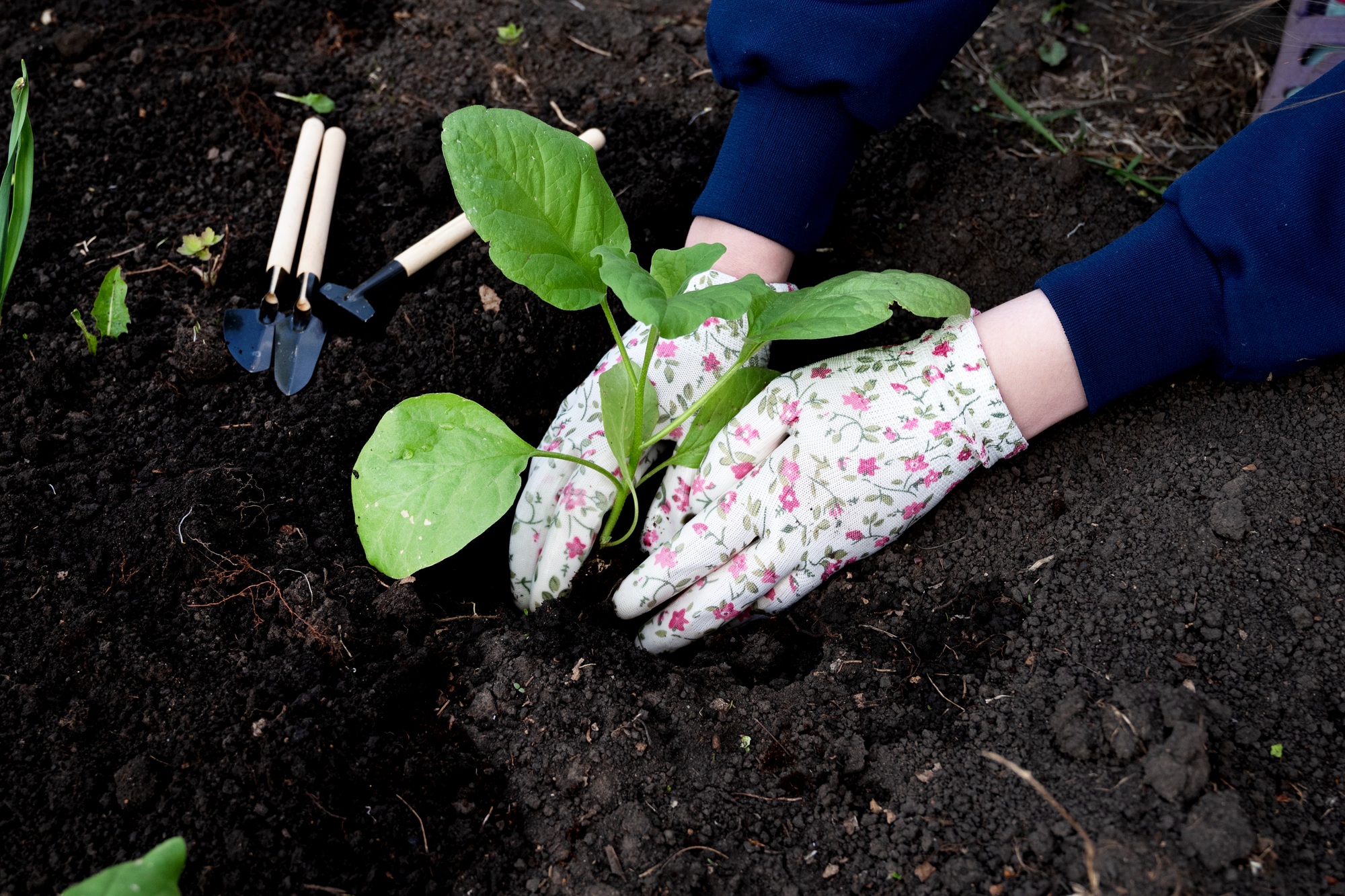 closeup gardener planting eggplant in the vegetable garden.