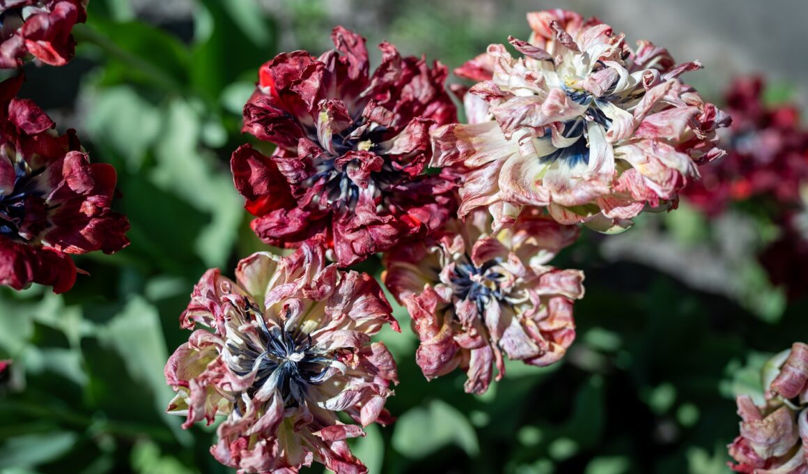 Closeup of wilting colorful tulips in the garden, faded flowers with dry petals