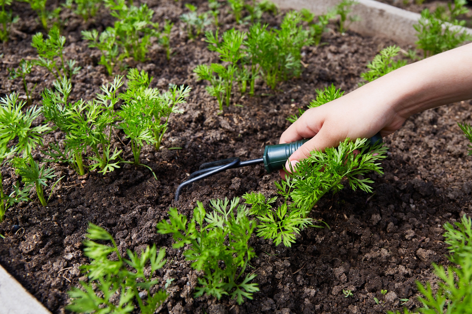Female farmer is loosening soil around carrots sprouts by small garden rakes.