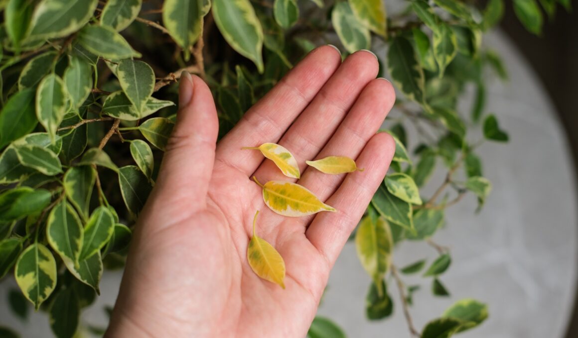 Ficus leaves turn yellow. Ficus diseases. Popular houseplant Ficus