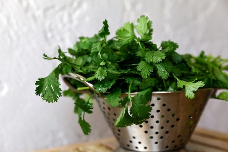 Fresh harvested cilantro in colander ready to eat, healthy cooking and organic food concept - Image