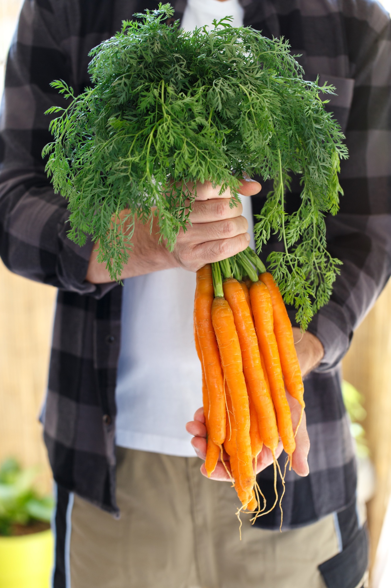 Freshly harvested carrots