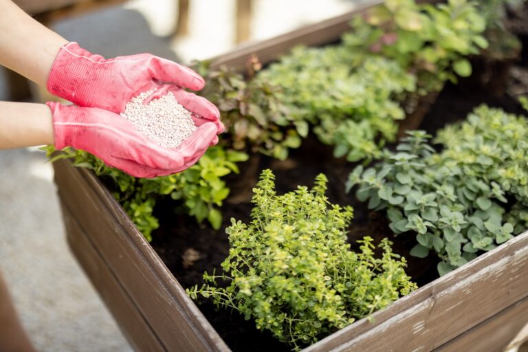 Gardener holds in hands mineral fertilizing, close-up