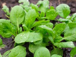 Green juicy spinach with water drops outdoors.
