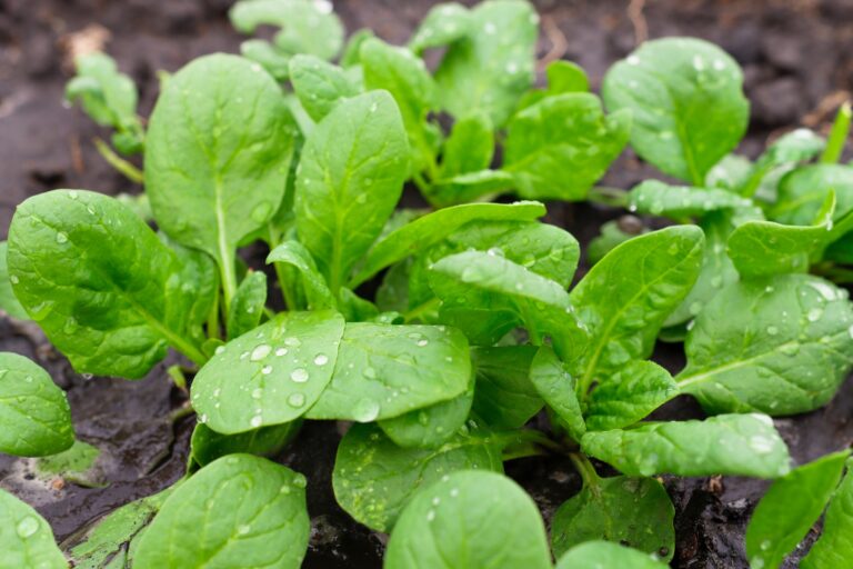 Green juicy spinach with water drops outdoors.