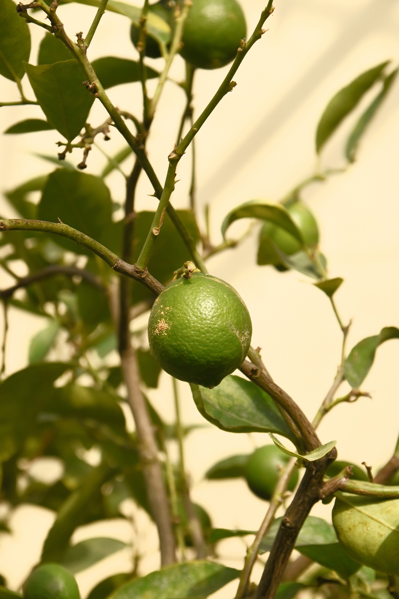 green lemon or lime on citrus tree in the sunshine