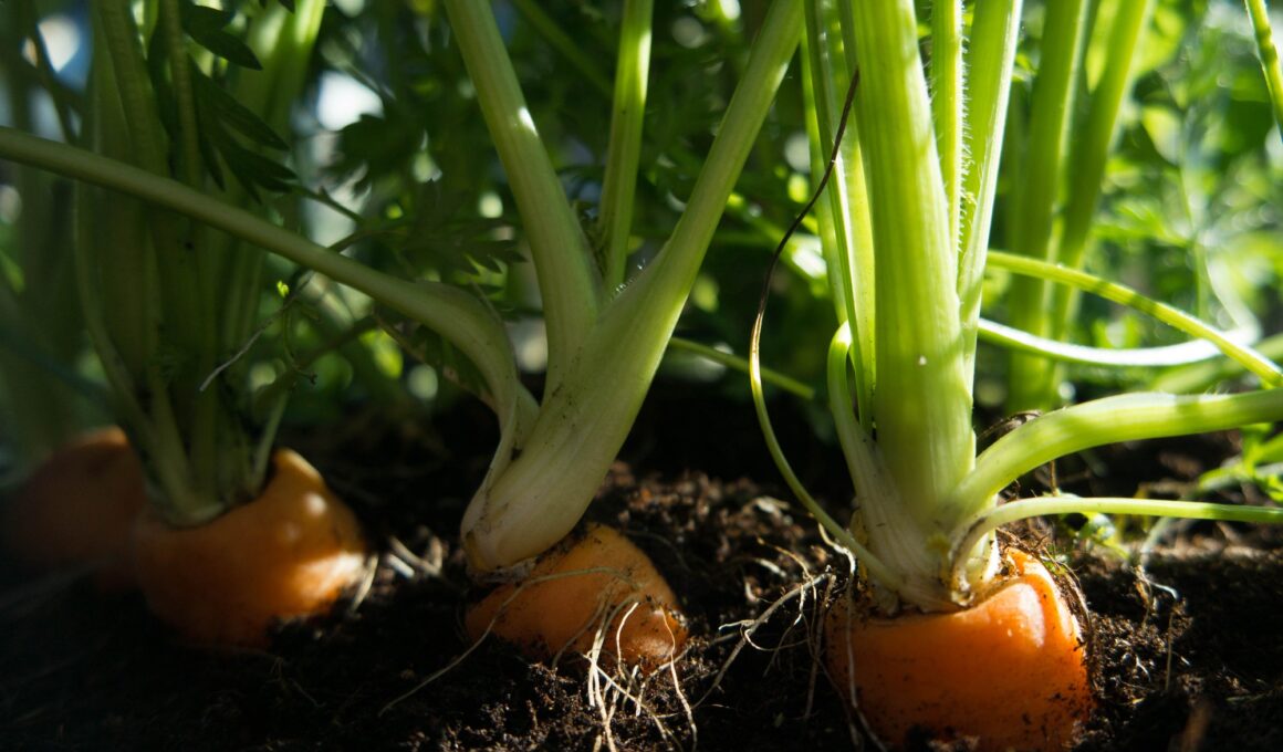 growing carrots