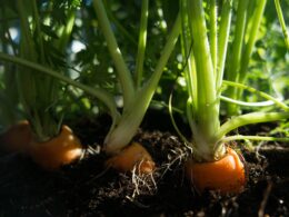 growing carrots