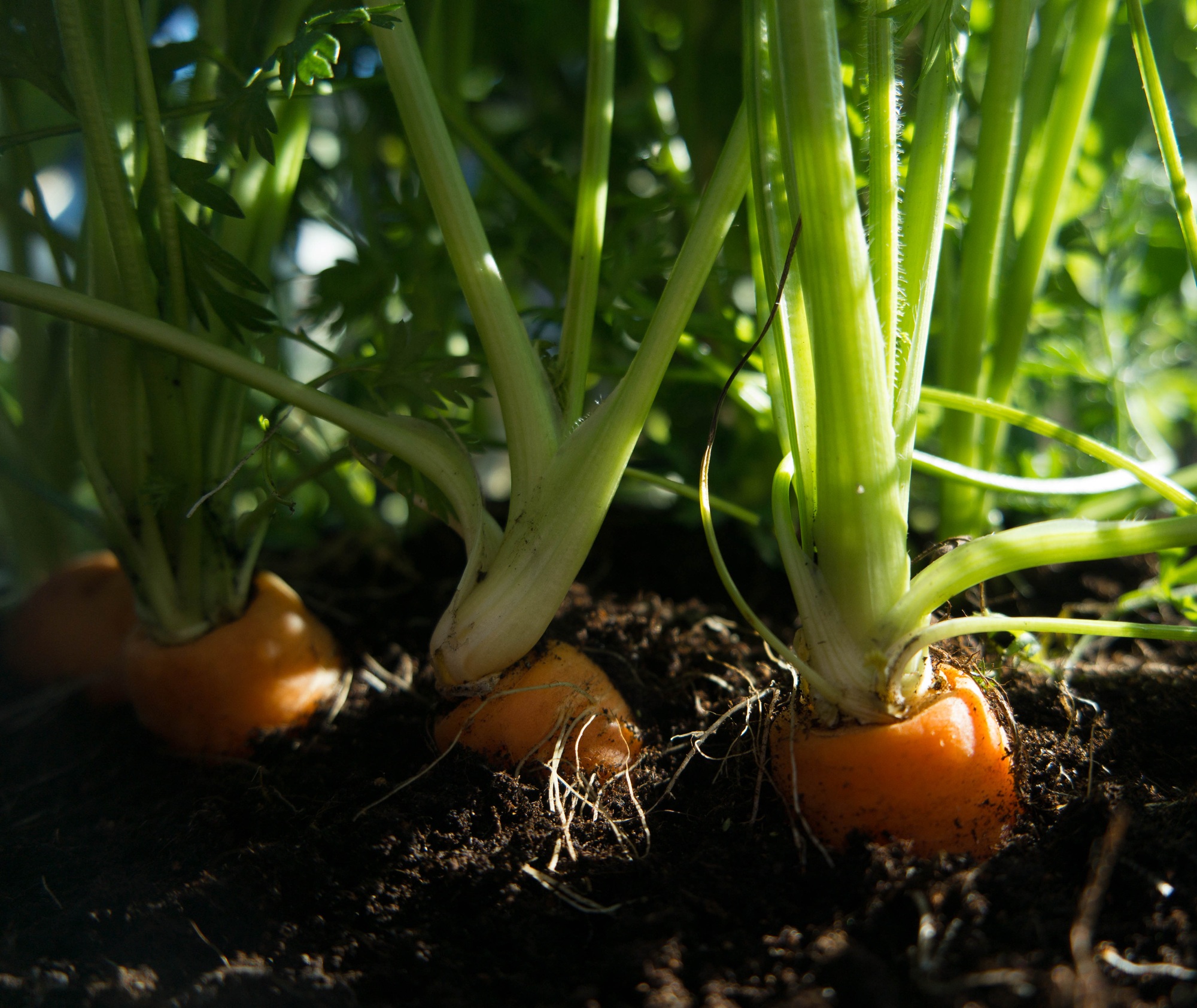 growing carrots