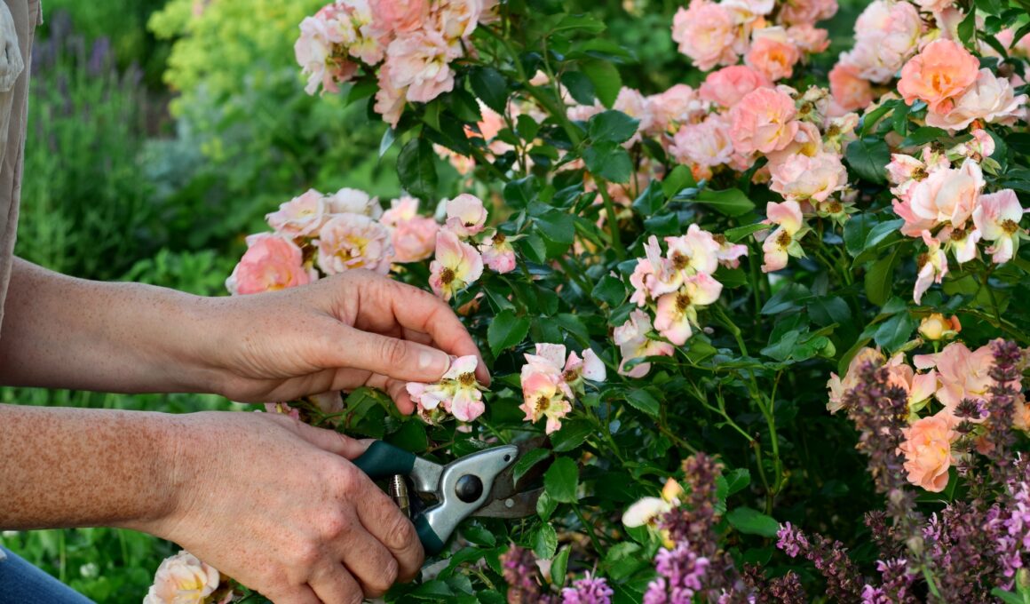 Hand of a woman in front of rose bush deadheading spent flowers