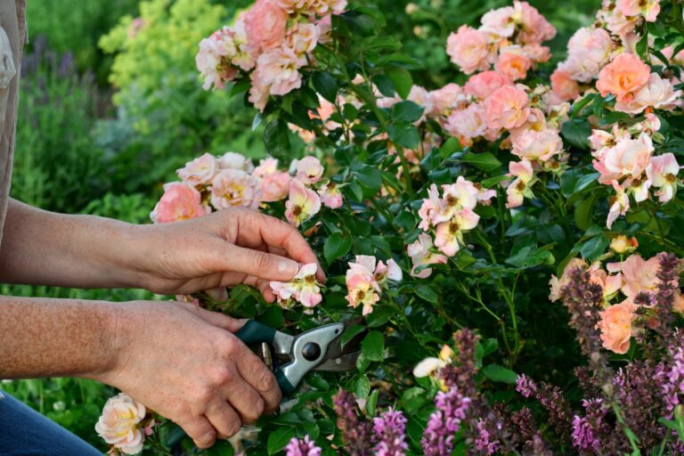 Hand of a woman in front of rose bush deadheading spent flowers