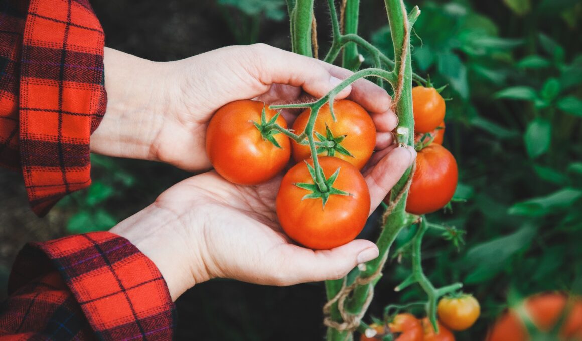 Hands holding red ripe tomatoes, picking tomato from vine in greenhouse