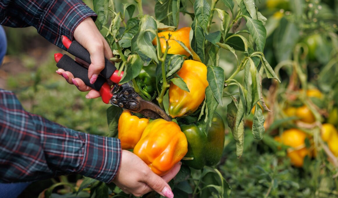 Harvesting Bell Peppers in a Garden