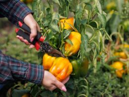 Harvesting Bell Peppers in a Garden