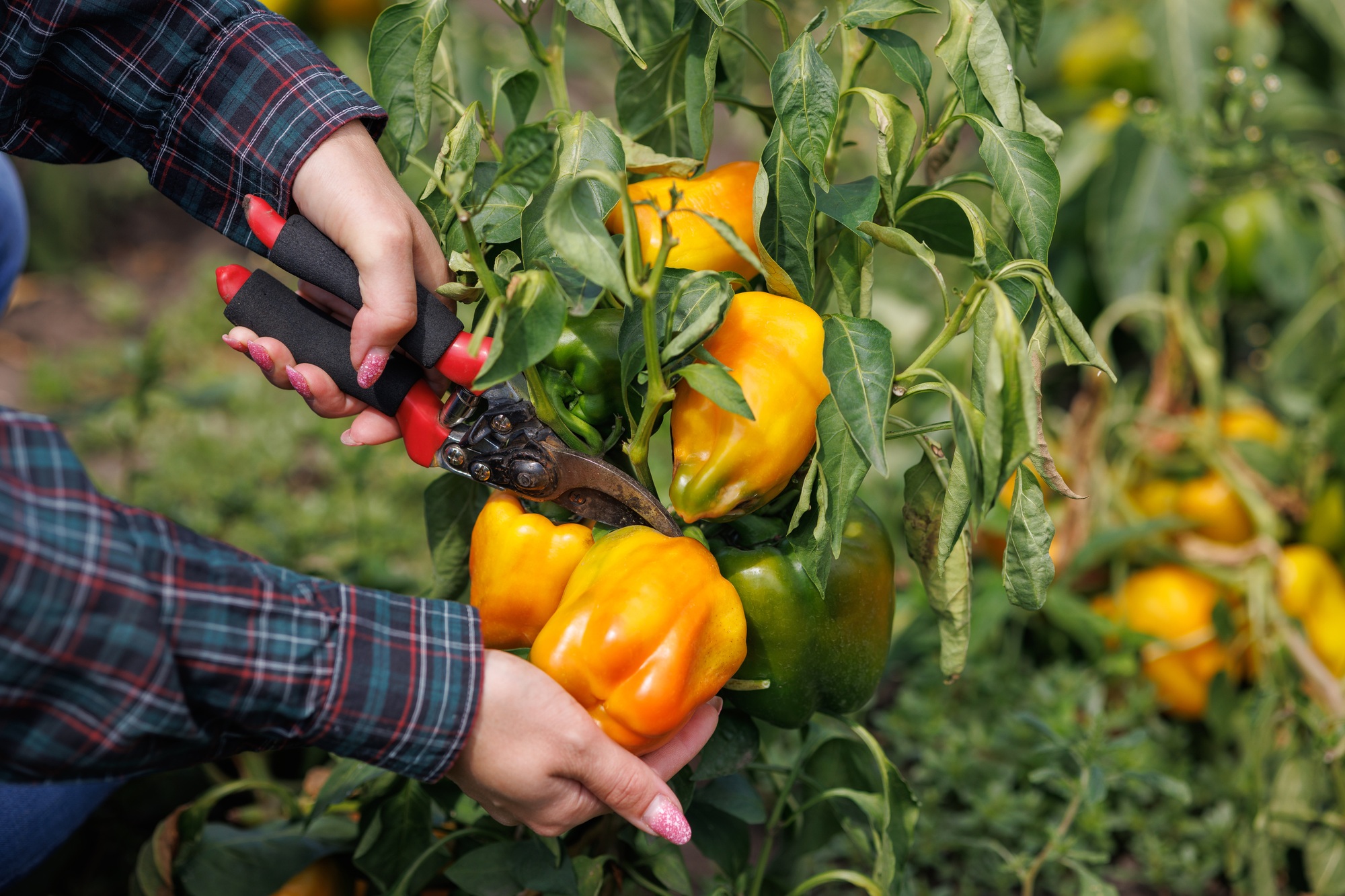 Harvesting Bell Peppers in a Garden