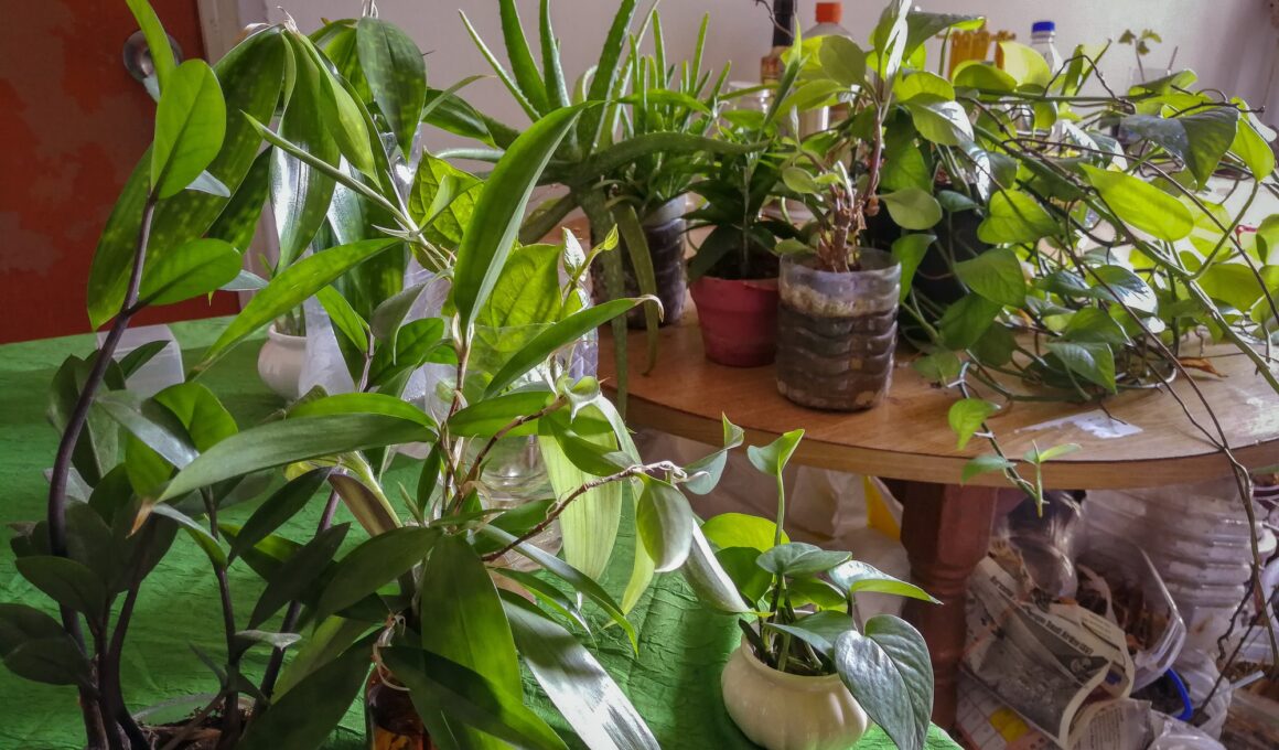 house plants on the table
