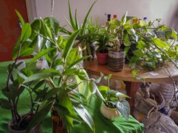 house plants on the table