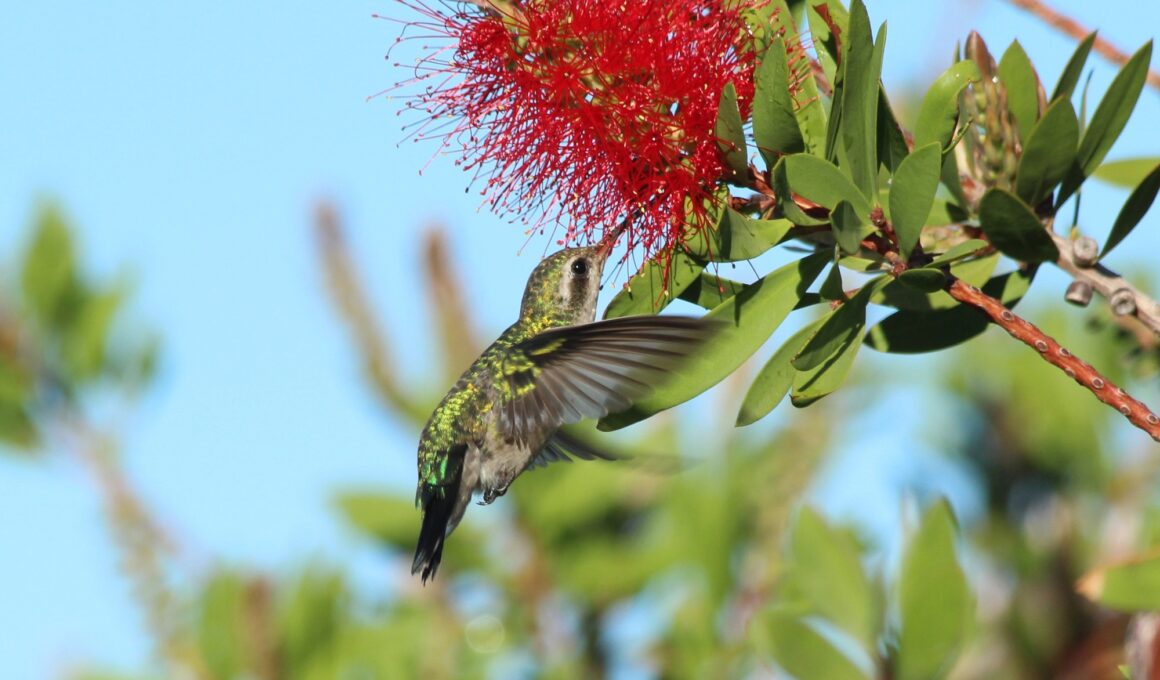 The Best Way To Attract Hummingbirds Without Buying A Feeder