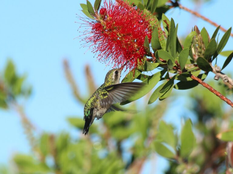 The Best Way To Attract Hummingbirds Without Buying A Feeder