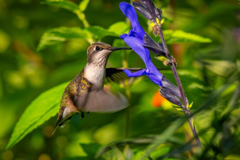 Hummingbird and Purple Flower in a Lush Garden