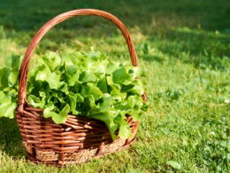iceberg Lettuce, green leaf lettuce.